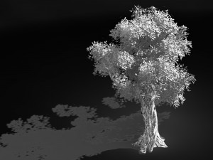 populus euphratica-poplar-special tree 33 3D Model
