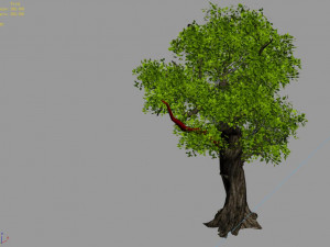 populus euphratica-poplar-special tree 33 3D Model