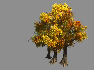 populus euphratica-pioppo-albero speciale 34 Modello 3D