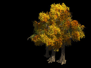 populus euphratica-poplar-special tree 34 3D Model
