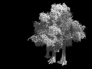 populus euphratica-poplar-special tree 34 3D Model