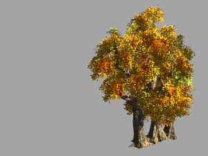 populus euphratica-pioppo-albero speciale 35 Modello 3D
