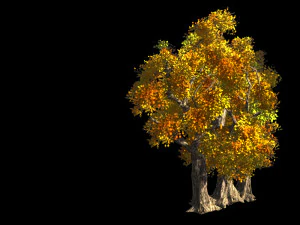 populus euphratica-poplar-special tree 35 3D Model