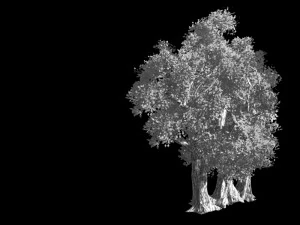 populus euphratica-poplar-special tree 35 3D Model