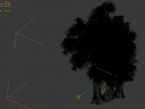 populus euphratica-poplar-special tree 35 3D Model