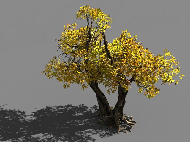 populus euphratica-poplar-special tree 36 3D मॉडल .c4d .max .obj .3ds .fbx .stl .blend 
