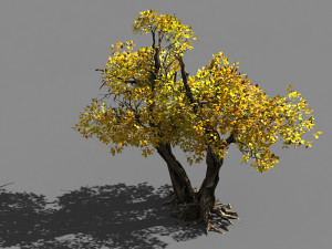 populus euphratica-poplar-special tree 36 3D Model