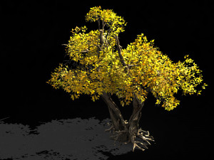 populus euphratica-poplar-special tree 36 3D मॉडल