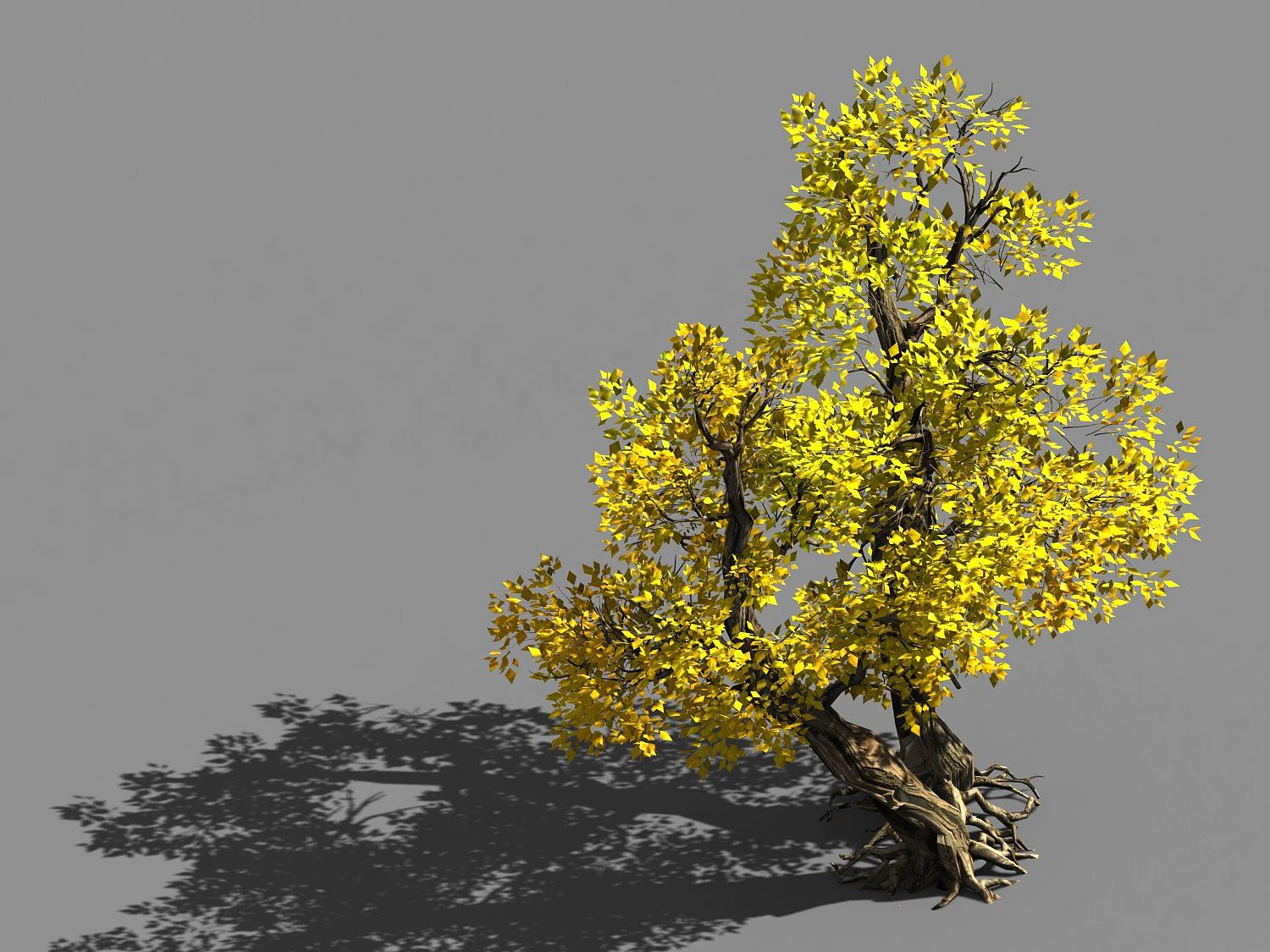 populus euphratica-poplar-special tree 37 3D Model .c4d .max .obj .3ds .fbx .stl .blend 