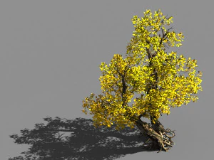 populus euphratica-pioppo-albero speciale 37 Modello 3D