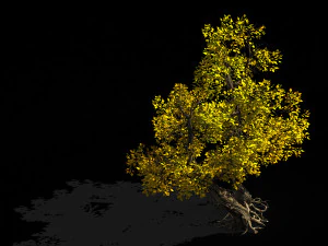 populus euphratica-poplar-special tree 37 3D Model