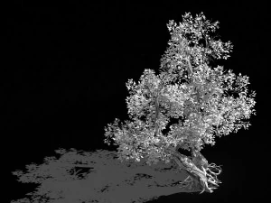 populus euphratica-poplar-special tree 37 3D Model