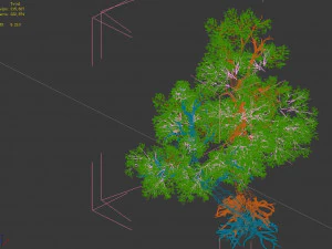 populus euphratica-poplar-special tree 37 3D Model