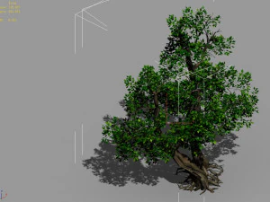 populus euphratica-poplar-special tree 37 3D Model