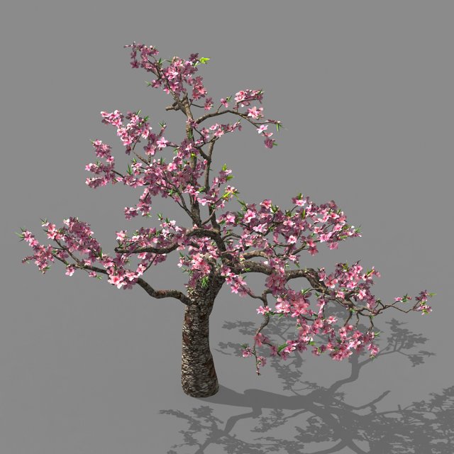 outdoor-nature-travel-peach blossom 12 Modello 3D .c4d .max .obj .3ds .fbx .stl .blend 
