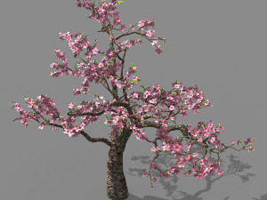 outdoor-nature-travel-peach blossom 12 3D Model