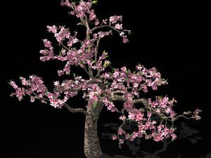 outdoor-nature-travel-peach blossom 12 Modello 3D