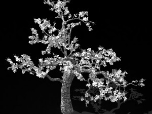 outdoor-nature-travel-peach blossom 12 Modello 3D