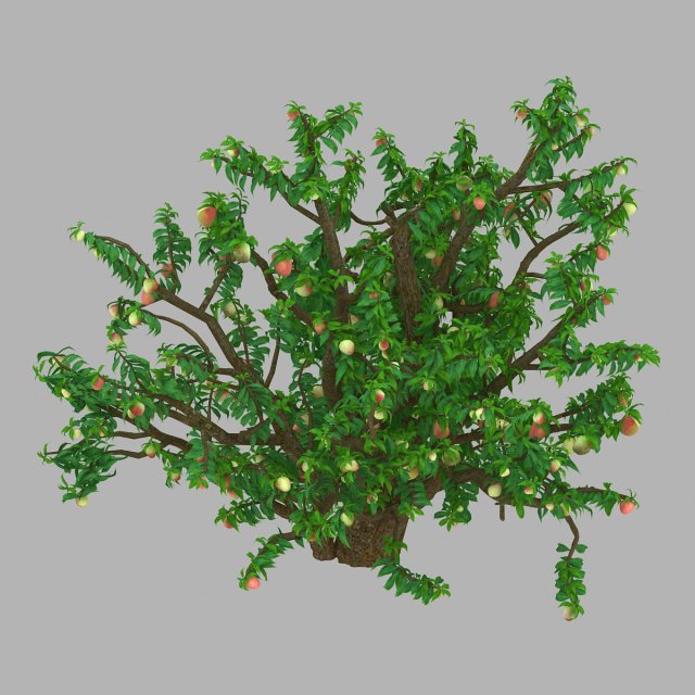 outdoor-nature-travel-peach blossom 13 3D Model .c4d .max .obj .3ds .fbx .stl .blend