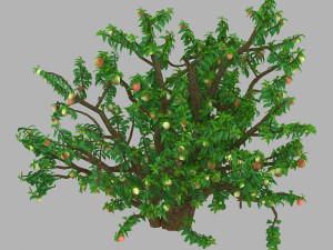 outdoor-nature-travel-peach blossom 13 3D Model