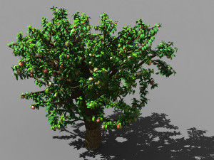 outdoor-nature-travel-peach blossom 14 3D Model