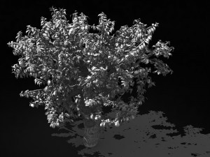 outdoor-nature-travel-peach blossom 14 3D 모델