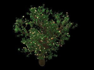 outdoor-nature-travel-peach blossom 15 3D Model