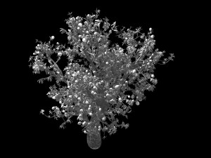 outdoor-nature-travel-peach blossom 15 3D Model