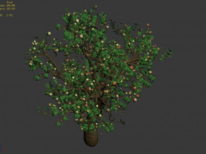 outdoor-nature-travel-peach blossom 15 3D Model