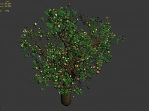 outdoor-nature-travel-peach blossom 15 3D Model
