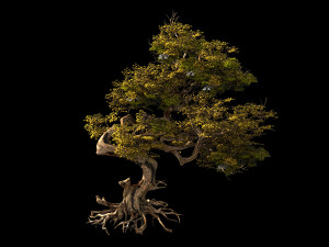 huaguoshan-tree 03 3D Model