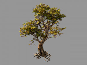 flower and fruit mountain-tree 05 3D मॉडल