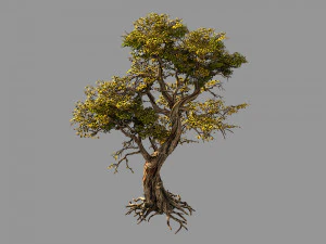 fiore e frutto albero di montagna 05 Modello 3D