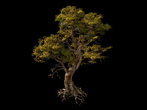 flower and fruit mountain-tree 05 3D Model