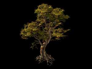 flower and fruit mountain-tree 05 3D Model