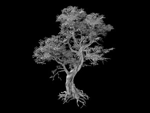 flower and fruit mountain-tree 05 3D Model