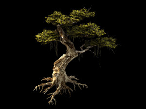 huaguoshan-tree 06 3D Model