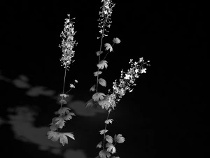 flower-plant-special 3 3D Model