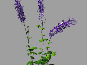 flower-plant-special 32 Modèle 3D