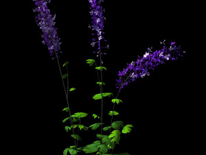 flower-plant-special 32 3D Модель