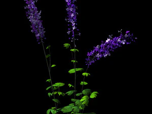 flower-plant-special 32 3D Model