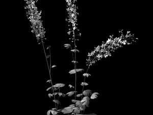 flower-plant-special 32 3D Модель