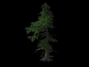 landscape-season-pine tree 01 3D Model