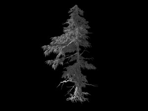 landscape-season-pine tree 01 Model 3D