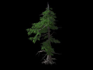 landscape-season-pine tree 03 3D Model