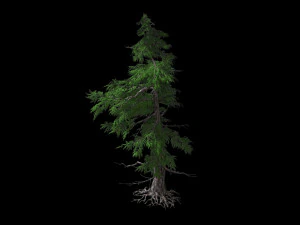 landscape-season-pine tree 04 3D Model