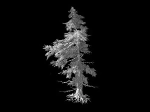 landscape-season-pine tree 04 3D Model