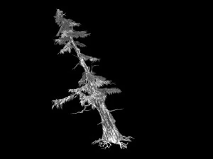 landscape-season-pine tree 05 3D Model