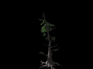 landscape-season-pine 06 Modèle 3D