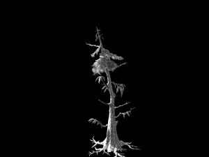 landscape-season-pine 06 3D Model